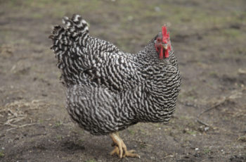 A closeup shot of a large plymouth rock chicken at a farm