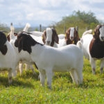 A group of white and brown goats graze in a green pasture