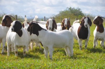 A group of white and brown goats graze in a green pasture