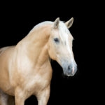 Portrait of a Palomino horse on black background.