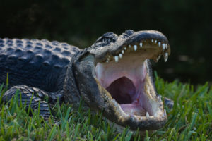 alligator with mouth open showing teeth while laying in green grass