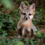 Wild Baby Gray Fox Sitting on Ground Looking at Camera