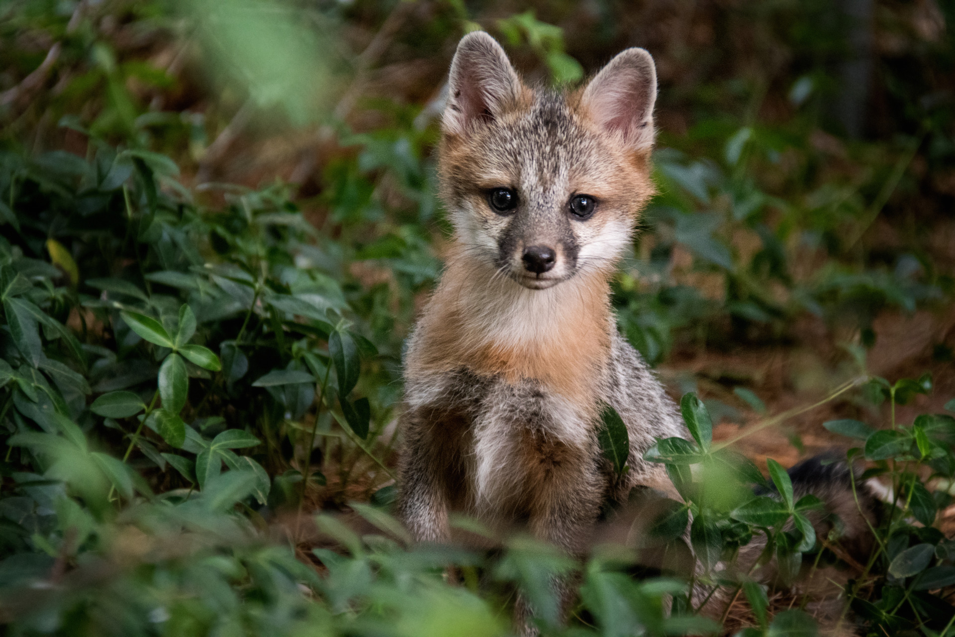 Wild Baby Gray Fox Sitting On Ground Looking At Camera Texas Aandm