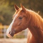 brown horse with white stripe on nose in a pen at sunset