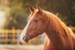 brown horse with white stripe on nose in a pen at sunset