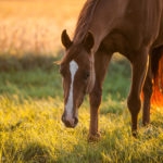 Chestnut horse in a pasture with golden back light.
