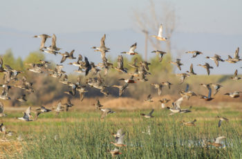 View of crowd of wild ducks flying above green grass of wetland in sunlight