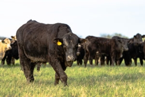 Black Angus bull covered in mud, walking toward the camera with Angus and Charolais heifers behind him.