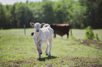 charolais calf standing outside in summer pasture