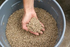hand scooping up animal feed from gray bucket