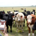 iPhone with TVMDL mobile app being held in field of cows