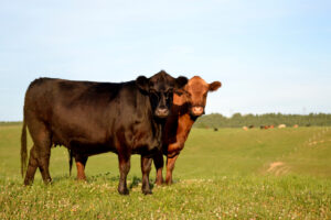 black and brown cows standing in green pasture