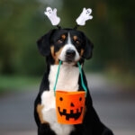 funny entlebucher dog ready for Halloween