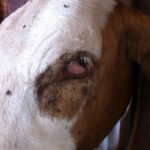 Cow with brown and white face exhibiting signs of pinkeye infection