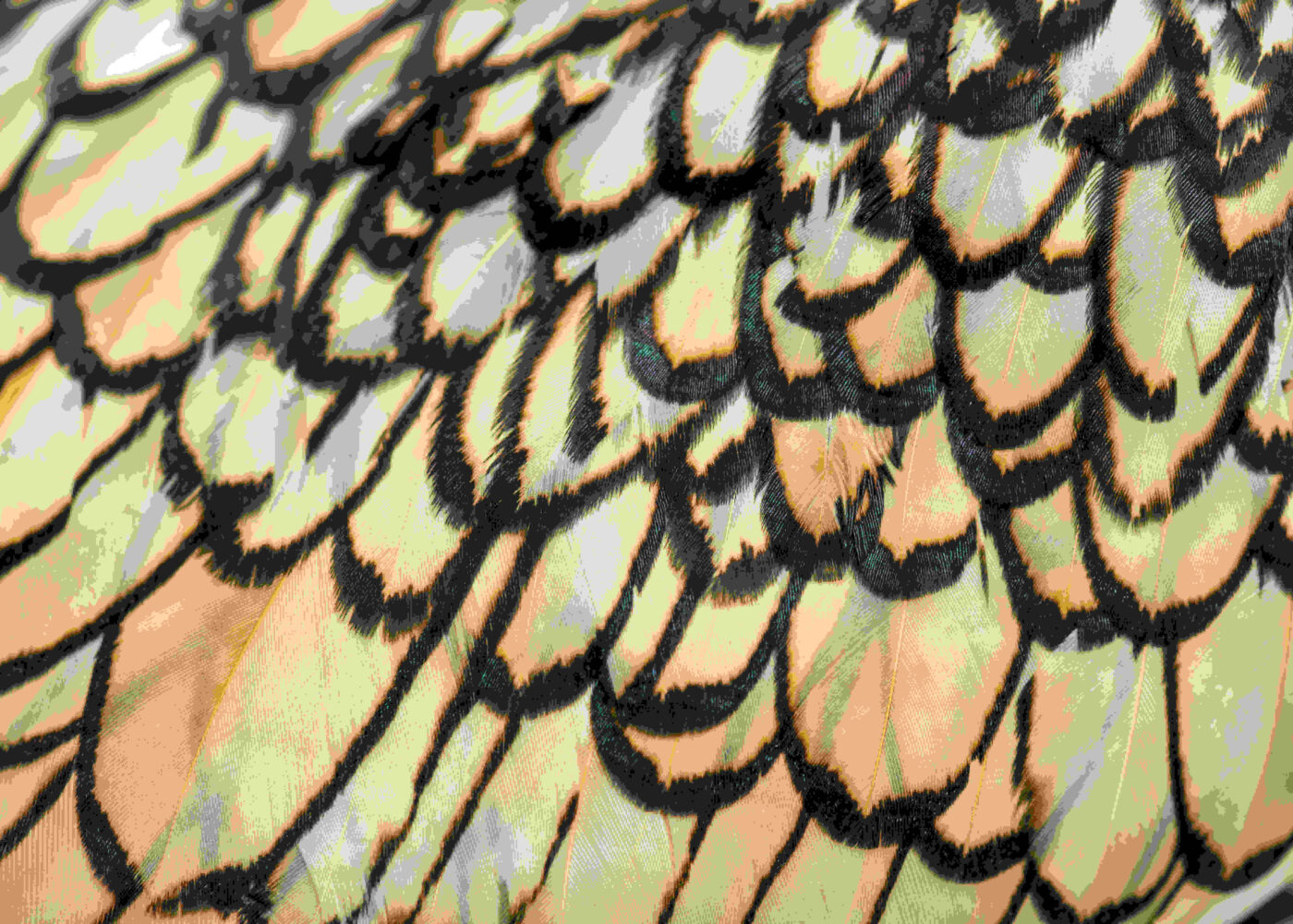 close up of brown, white, and black chicken feather