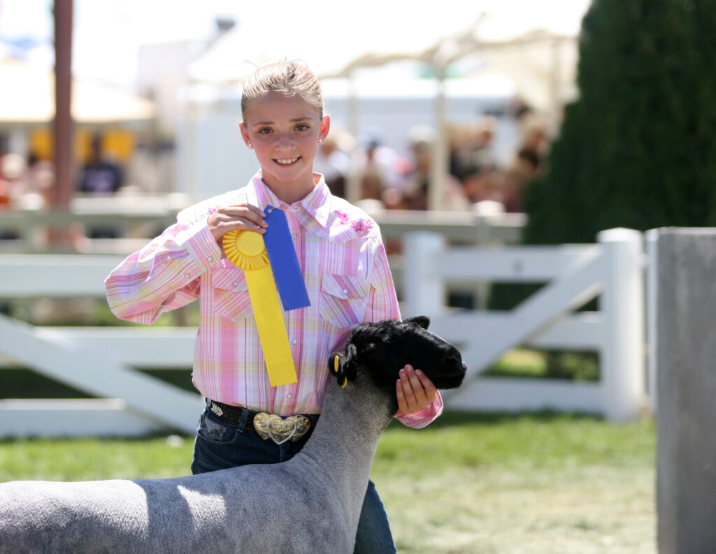 Child showing a lamb at a 4-H show during the County Fair.