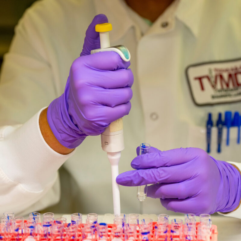 technician with purple gloves and white lab coat pipetting samples into tubes