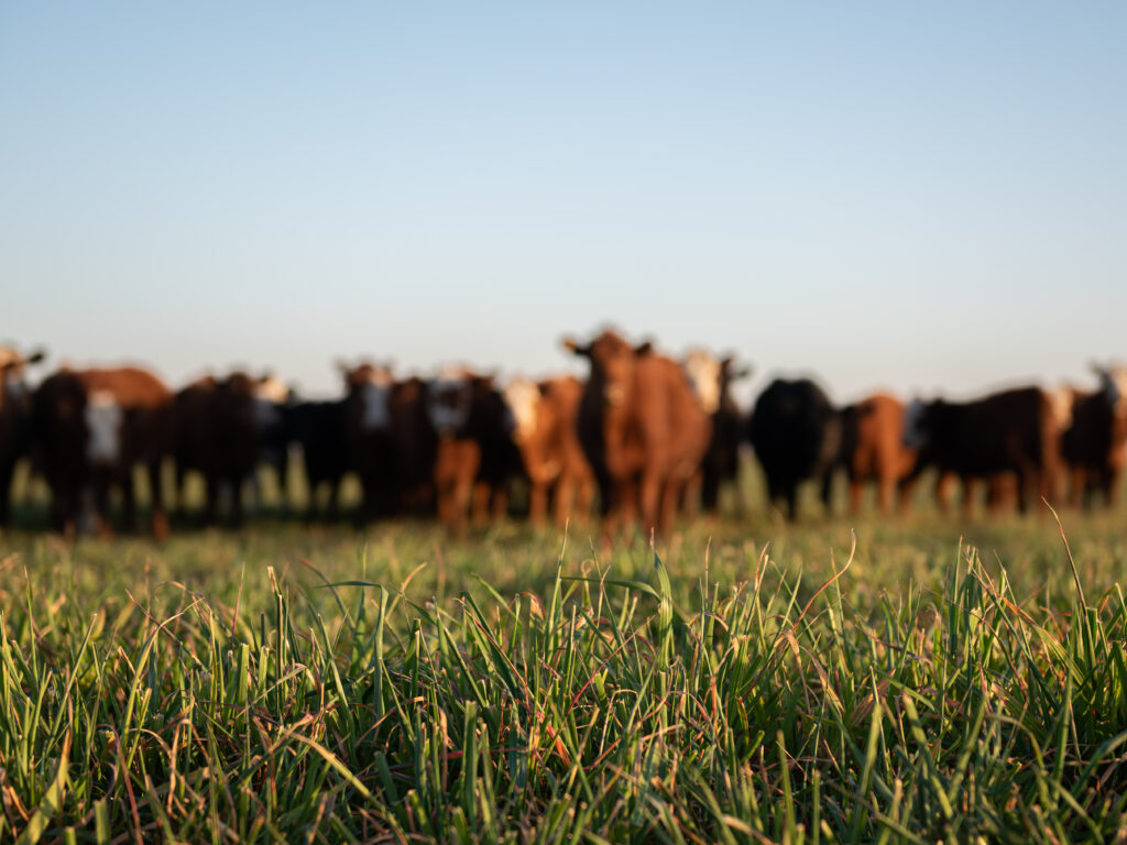 herd of cattle in field with cattle in the background slightly blurred and the grass at the foreground in focus