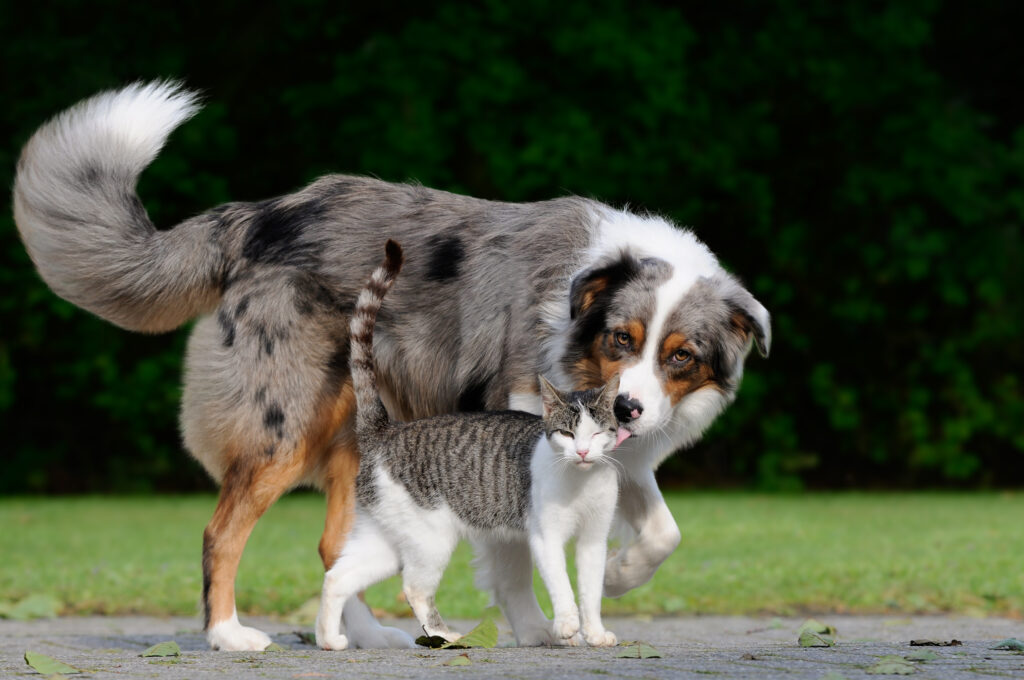 cat and dog walking alongside each other on sidewalk