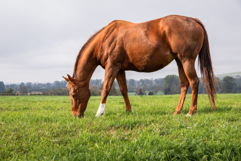 Red horse is grazing grass on pasture. Thoroughbred horse mare