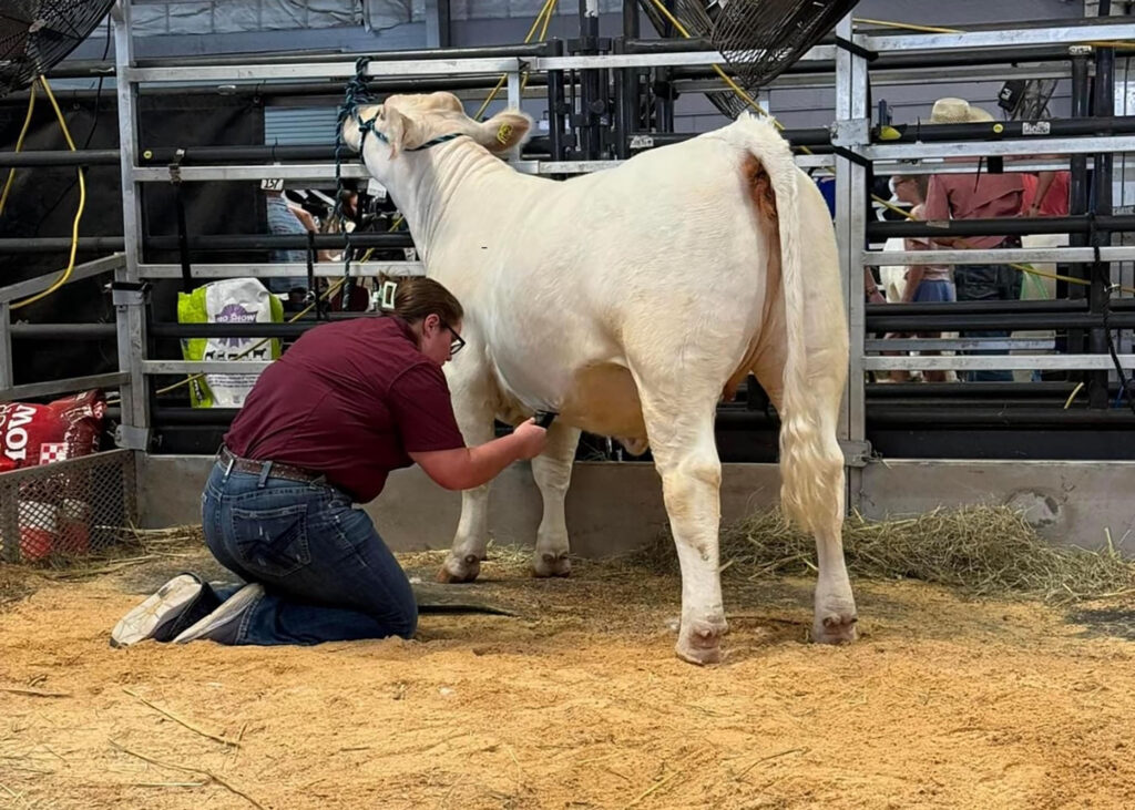 woman in maroon shirt clipping the belly of a white calf