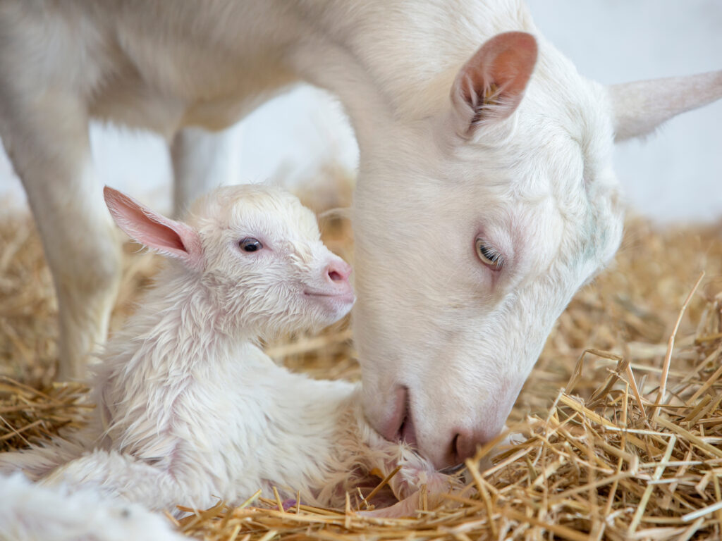 white baby goat with mother