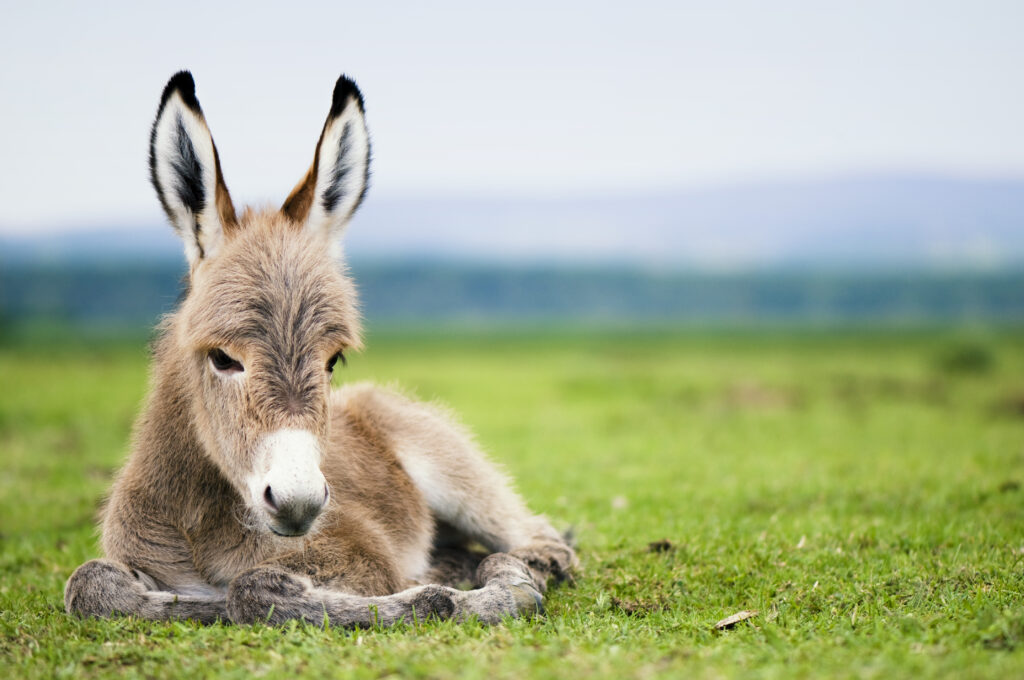 donkey laying down in green grass