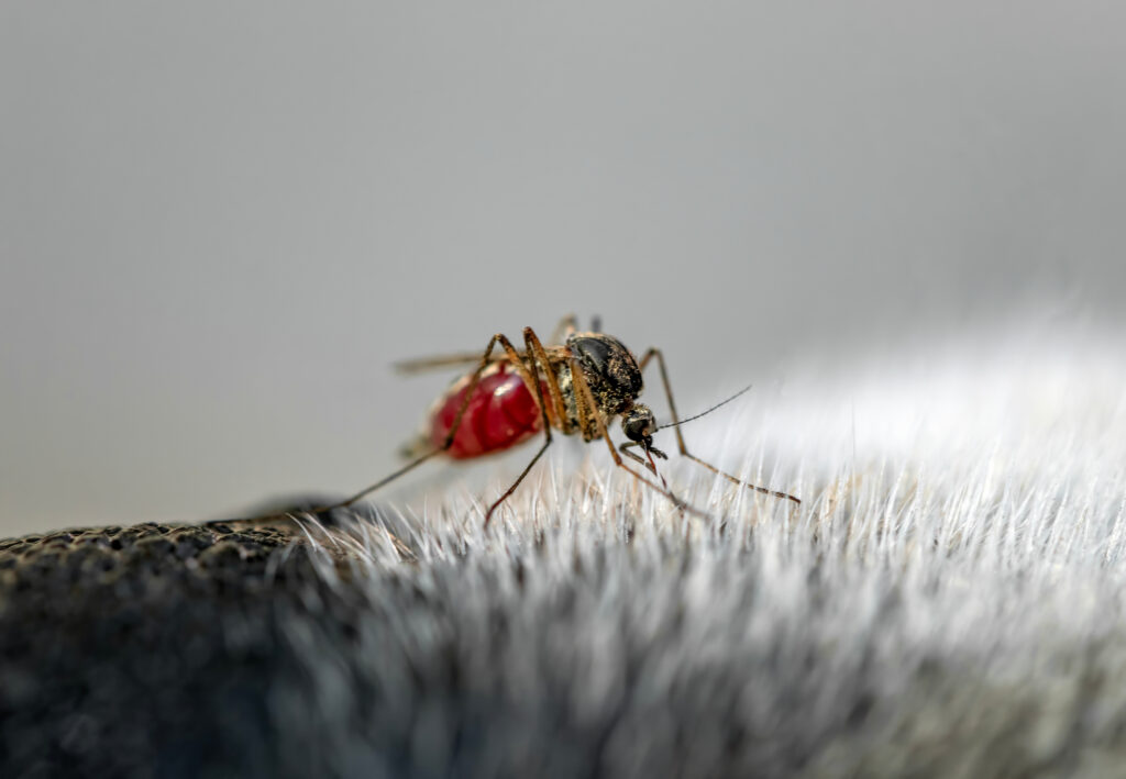 mosquito sits on dog's furry nose and drinks blood