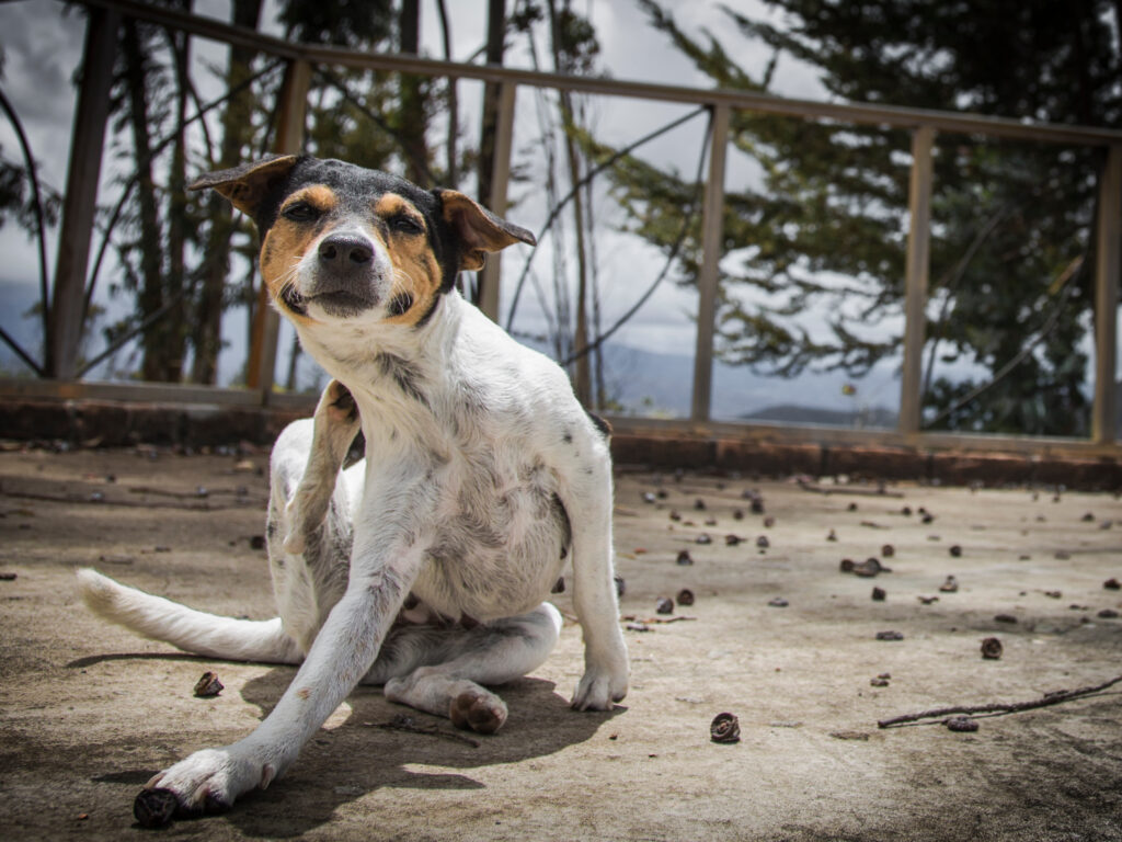 white and black dog sitting on the concrete scratching his back with his leg