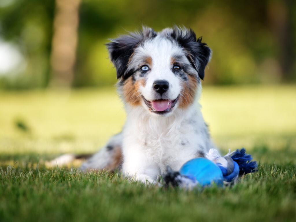 happy mini australian shepherd puppy lying down outdoors