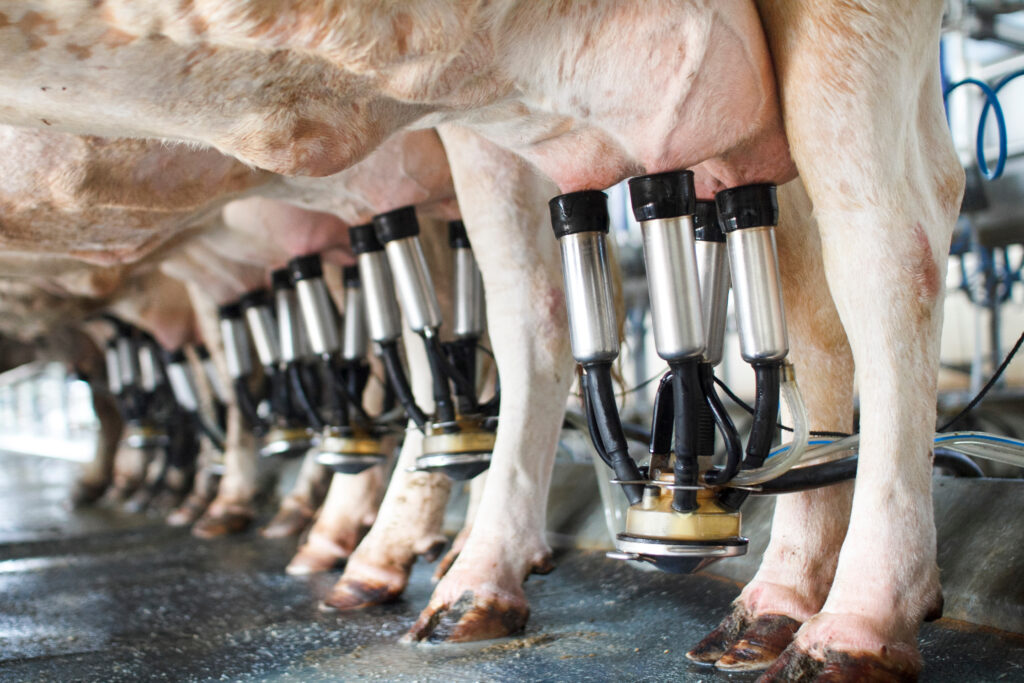 row of cows being milked