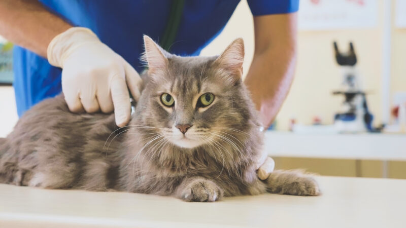 Portrait of a grey cat at veterinary clinic. Vet stroking a fluffy domestic cat before procedure